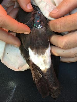 Foraging Paths of Breeding Leach’s Storm-Petrels in Relation to Offshore Oil Platforms, Breeding Stage, and Year